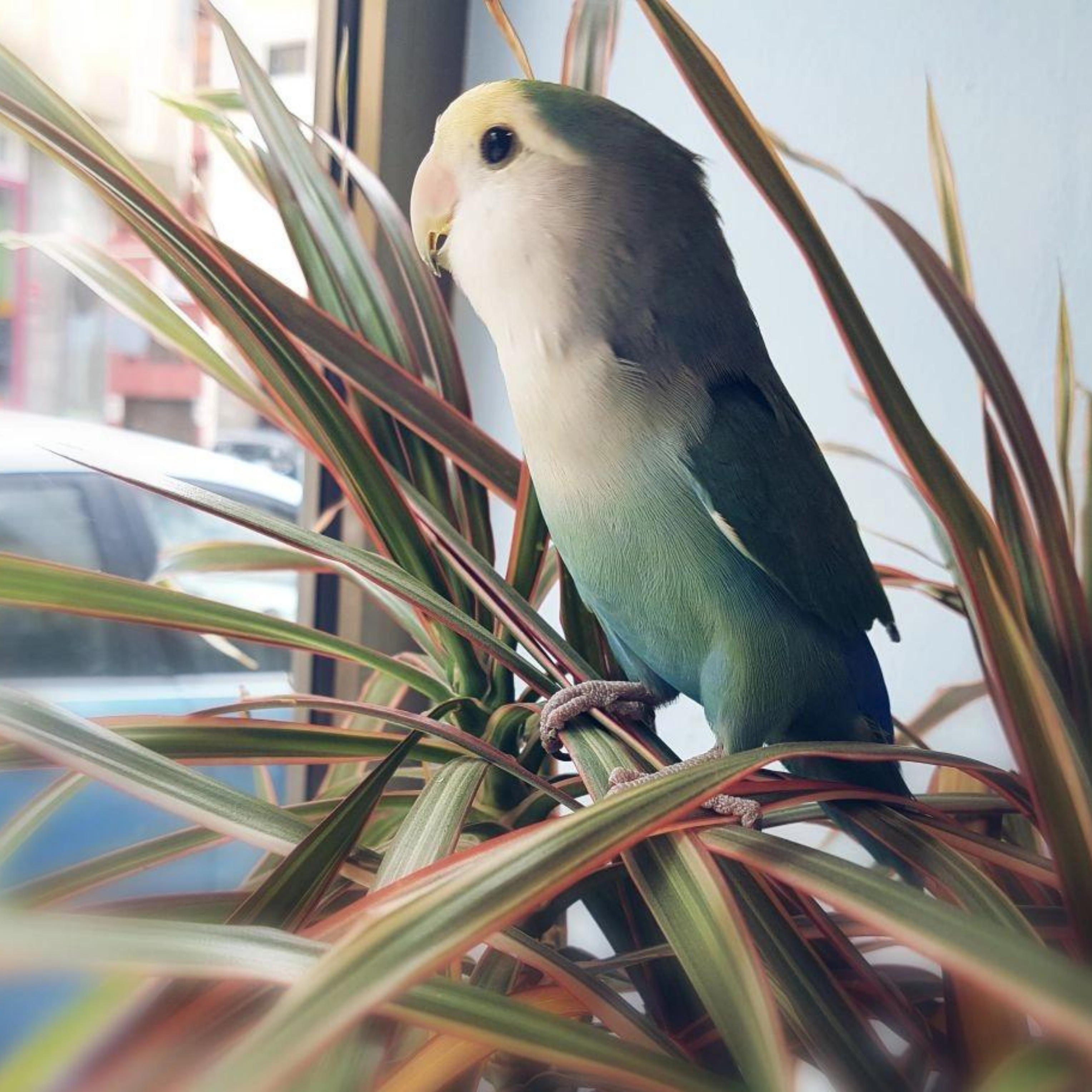 Animal Park - Gran Canaria