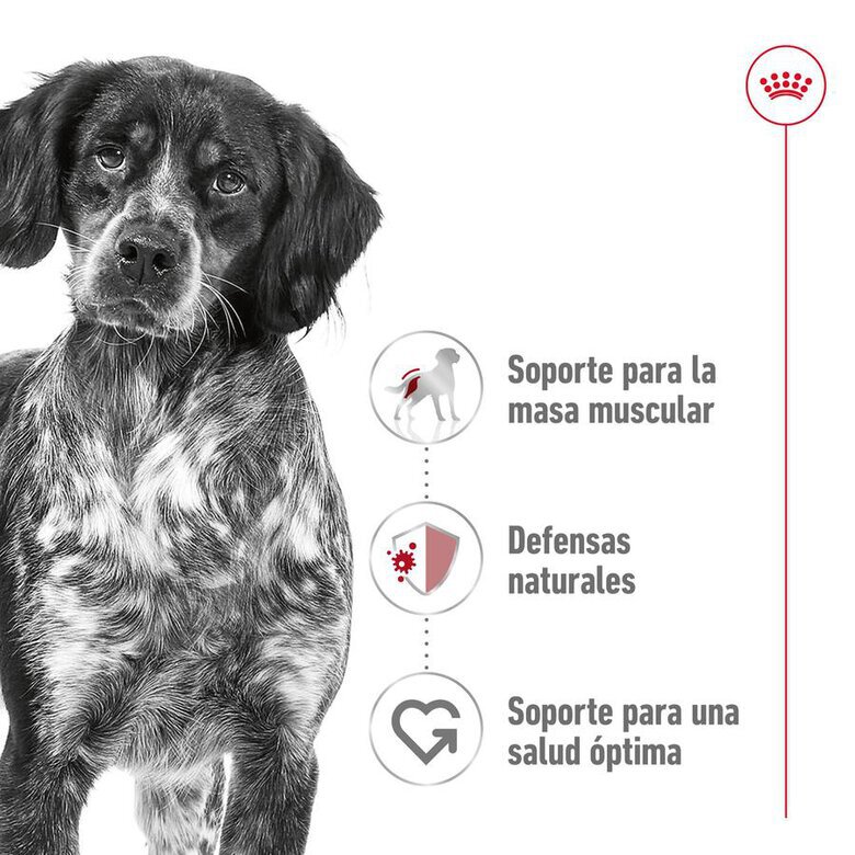 Royal Canin Medium Adulto para Perros