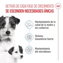 Royal Canin Starter Mother & Baby Mini para Perros