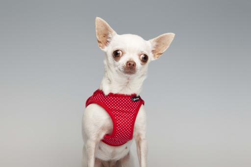 Arnés-vestido puntos rojo / C.Gloria